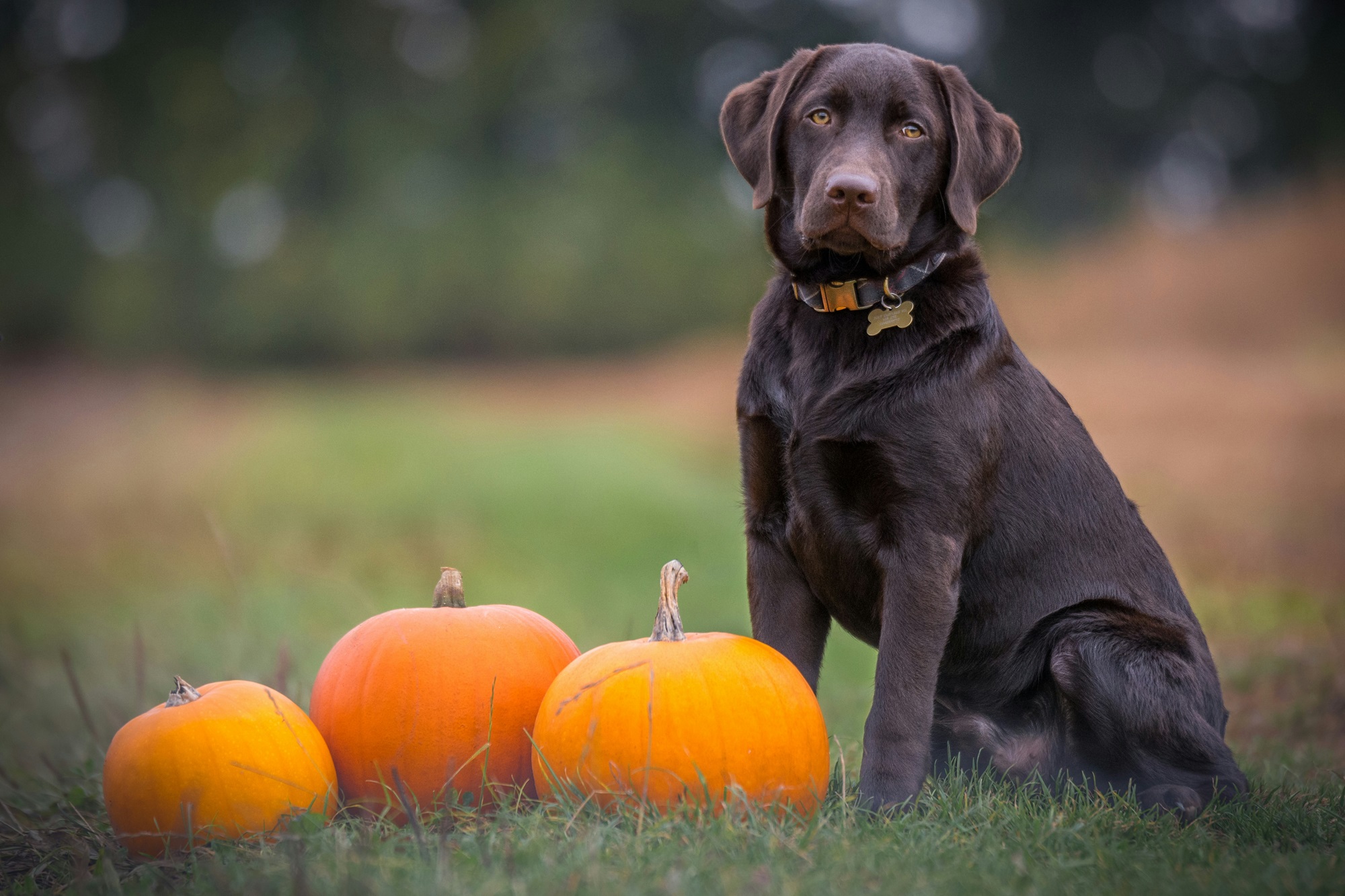 Fall Safety Tips for Senior Pets: How to Keep Your Companions Safe This Season