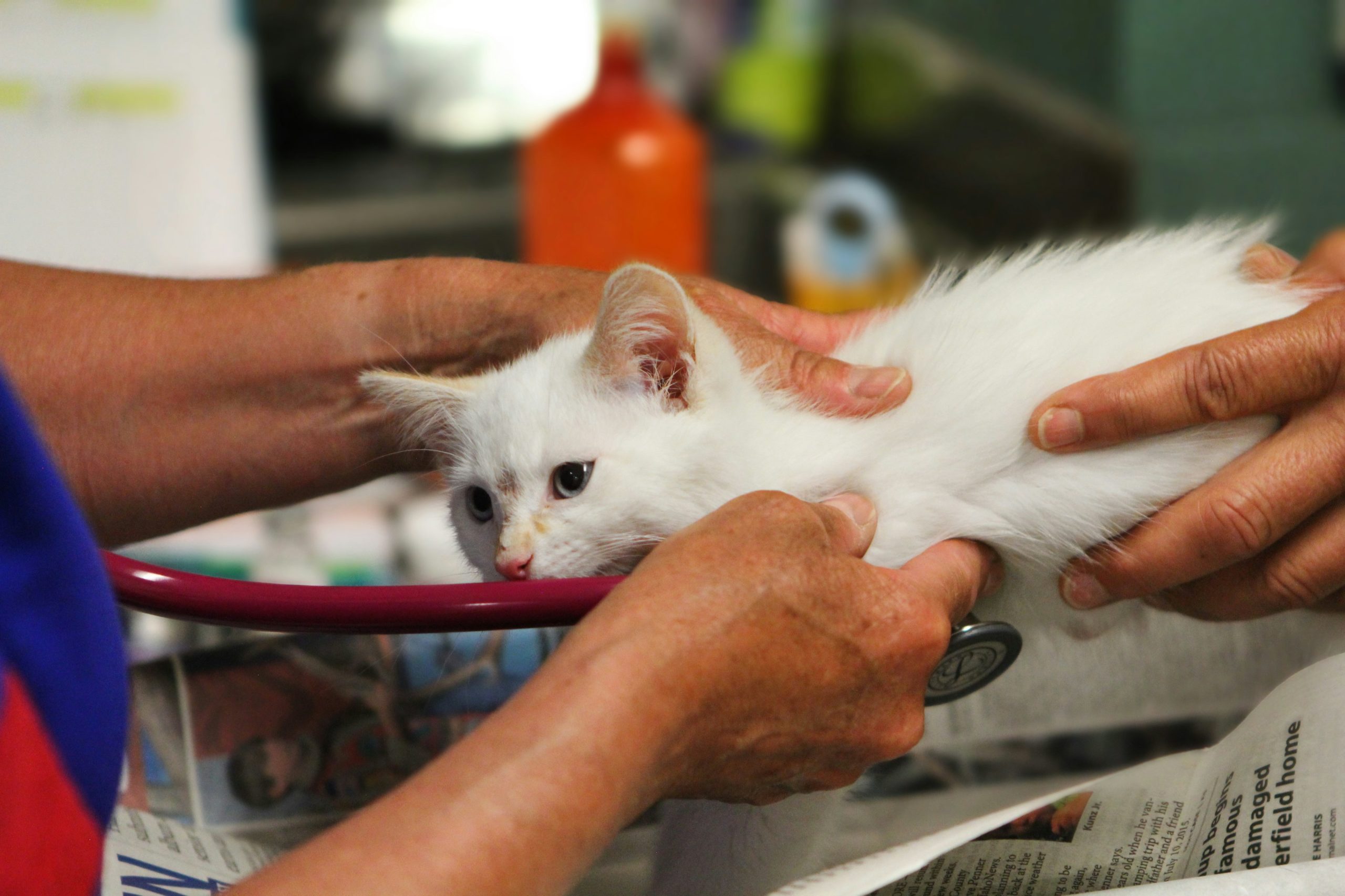 Honouring National Registered Veterinary Technician Week