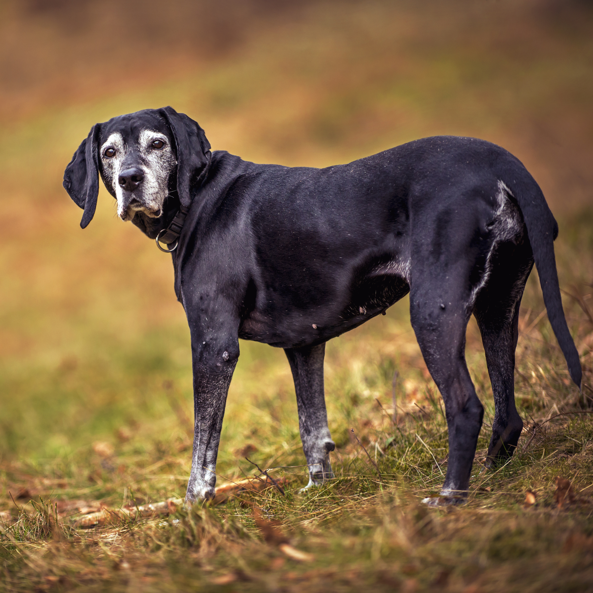 Arthritis Awareness Month: Helping Your Senior Pet Move