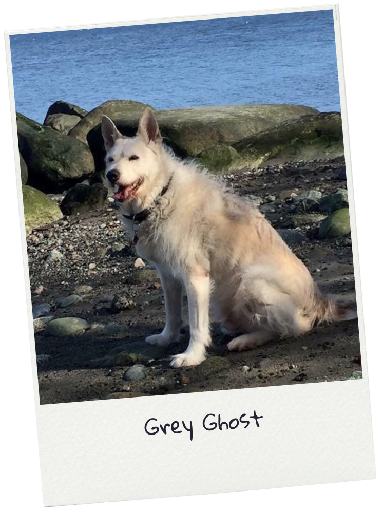 grey ghost