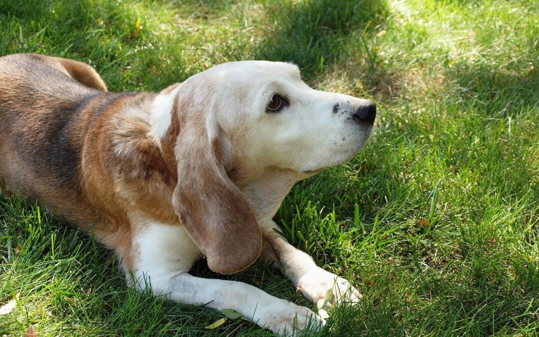 Senior beagle laying in the grass