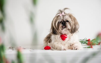 4 Ways to Show How Much You Love Your Geriatric Pet on Valentine’s Day