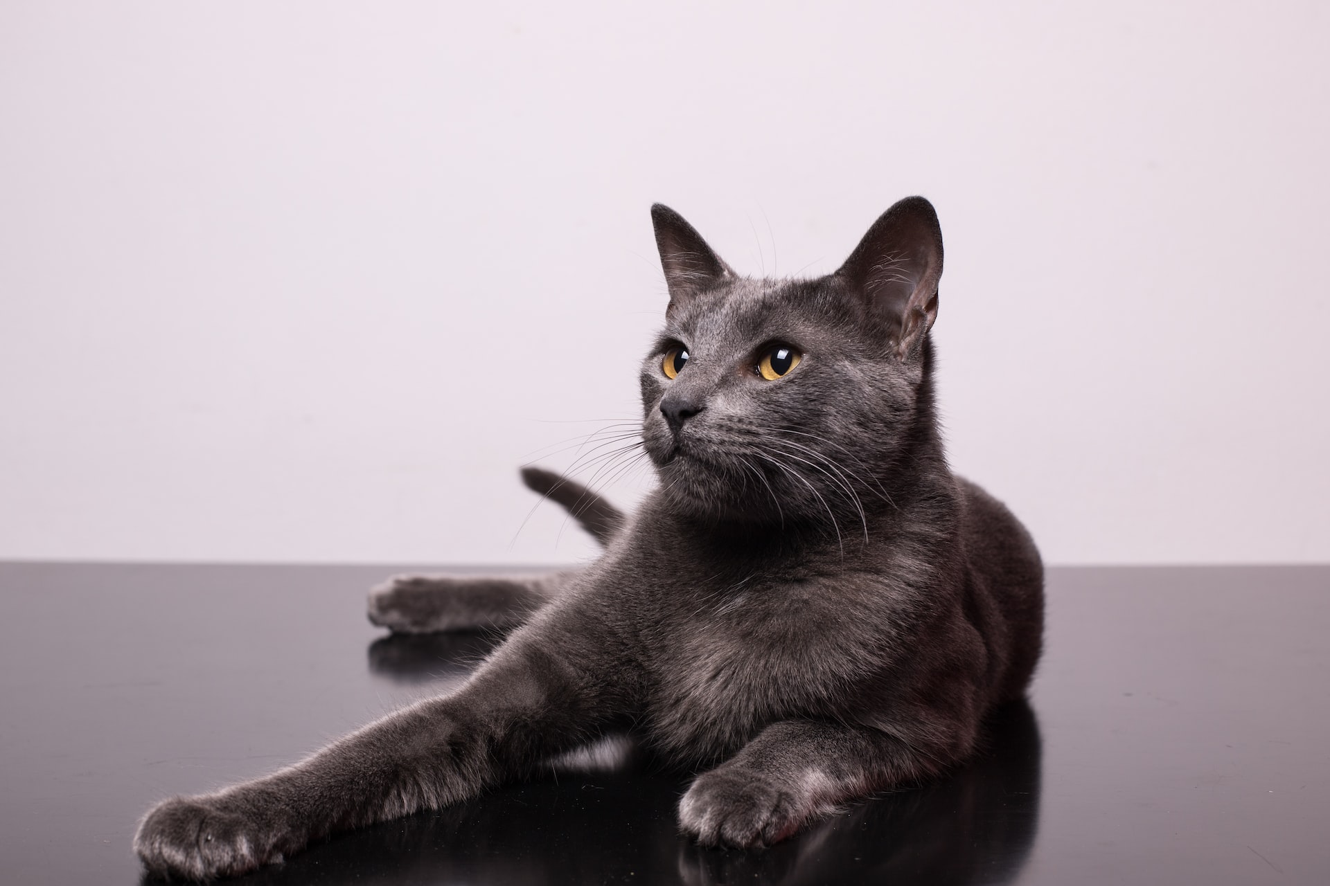 Symptoms Of Kidney Disease In Cats Vomiting