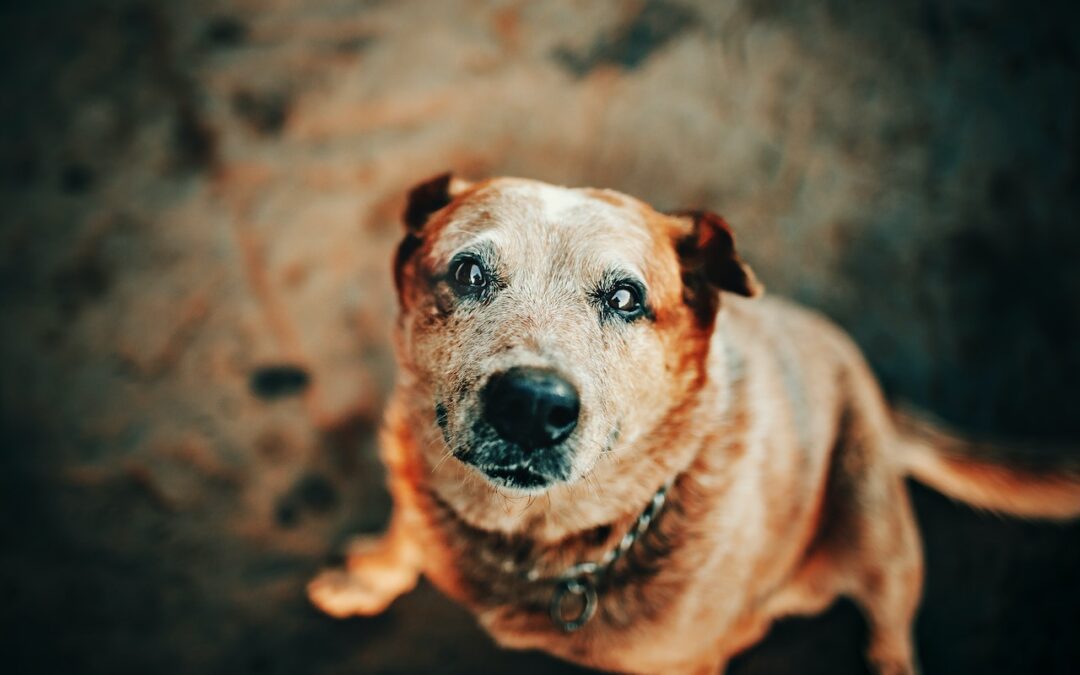 Old dog with gray face staring into camera