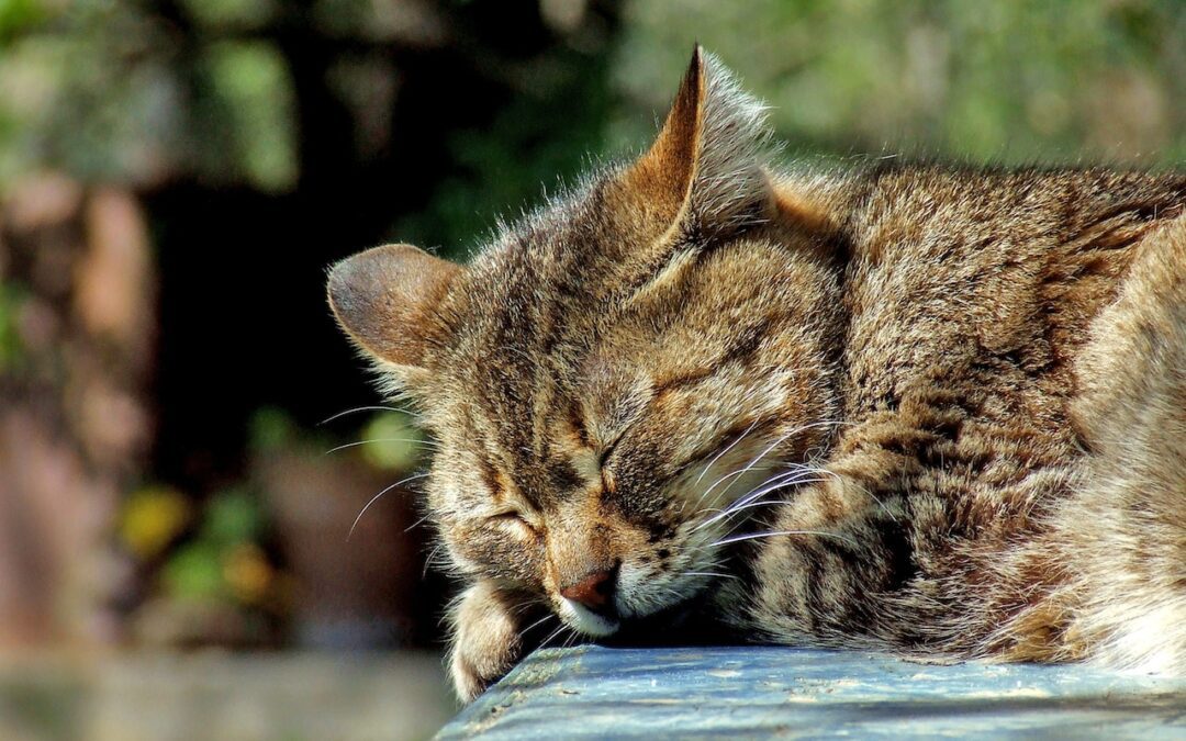 close up of brown cat sleeping outside