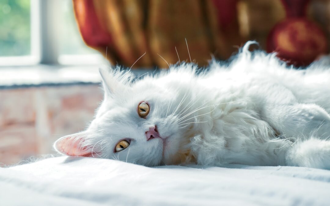 fluffy white cat laying down