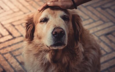 Living With a Visually Impaired or Blind Dog: Tips and Advice for Owners of Senior Pets