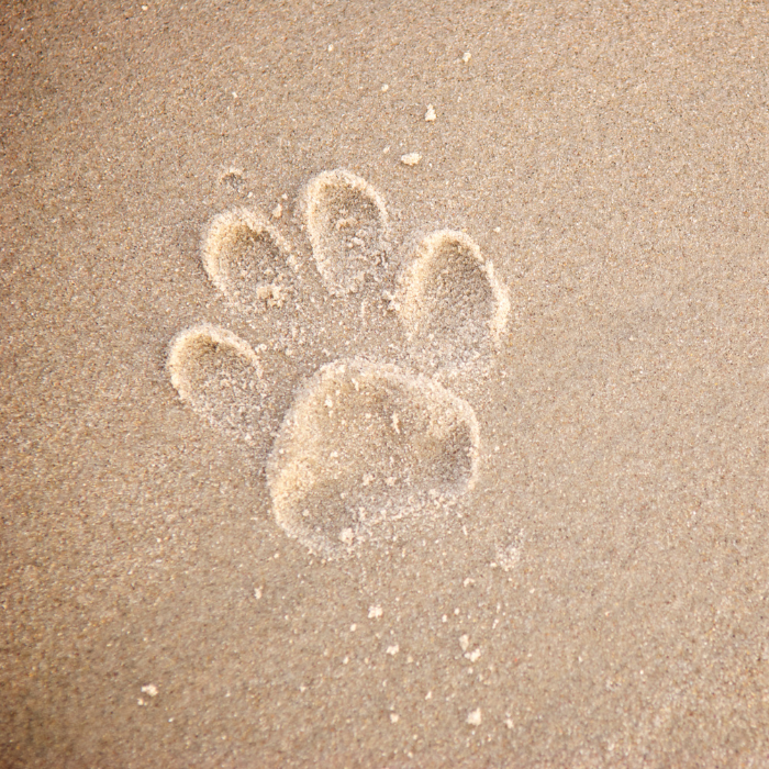 paw print in sand<br />
