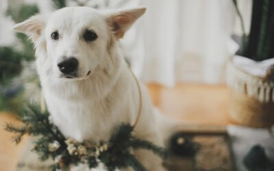 Embracing Holiday Cheer with Your Aging Pet: Creating Lasting Memories