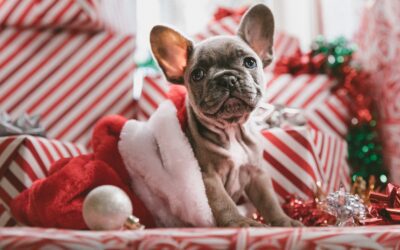 Beware of Unknown Holiday Hazards for Your Furry Friends!