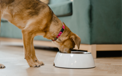 Nourishing Wisdom: The Significance of Good Nutrition in Senior Pets