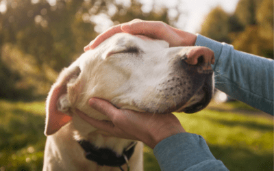 Nurturing your senior pet’s well-being through medication care