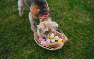 Easter Adventures for Your Furry Family