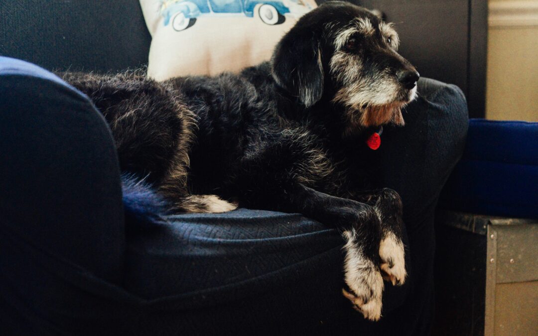 Honouring the Journey: Crafting a Bucket List for Your Furry Companion