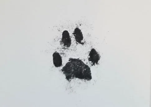 Ink-paws-2-1